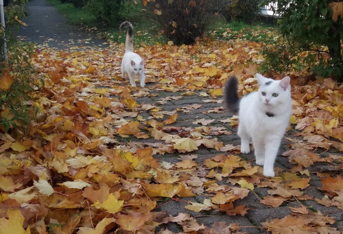 Monty und Lisa in Blaettern -Zwei Weisse Katzen im Laub im Herbst.jpg